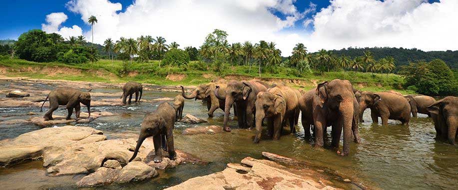 Wilpattu National Park